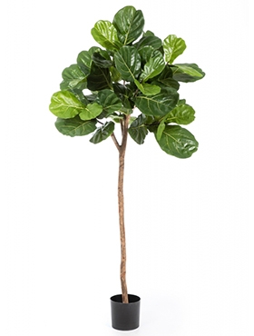 Ficus lyrata Bol