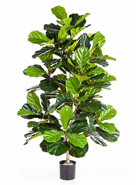 Ficus lyrata Bush