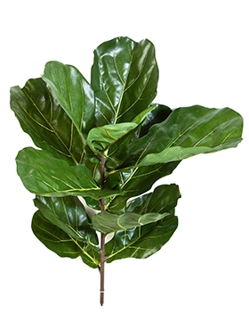 Ficus lyrata fiddle Tak (11 Lvs.)