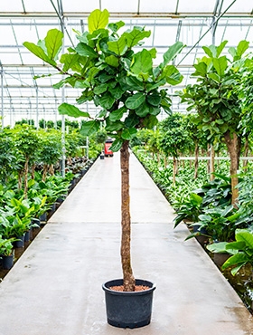 Ficus lyrata Stam 320 cm