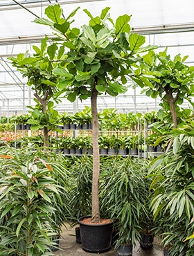 Ficus lyrata Stam 400 cm