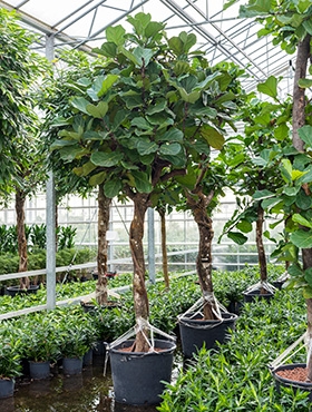 Ficus lyrata Stam 450 cm