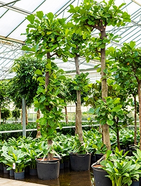 Ficus lyrata Stam 520 cm