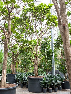 Ficus lyrata Stam (600-650) 625 cm