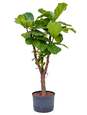 Ficus lyrata Stam vertakt 140 cm