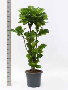 Ficus lyrata Stam vertakt 160 cm