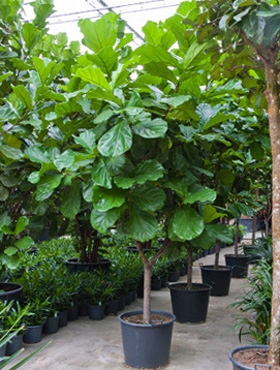 Ficus lyrata Stam vertakt 300 cm