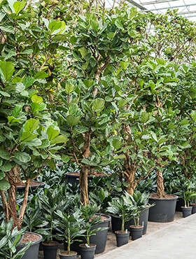 Ficus lyrata Stam vertakt 375 cm