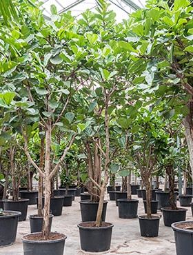 Ficus lyrata Stam vertakt 450 cm