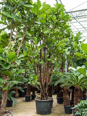 Ficus lyrata Vertakt 400 cm