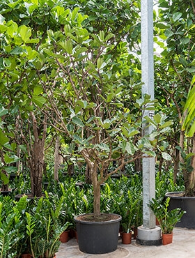 Ficus lyrata Vertakt 400 cm