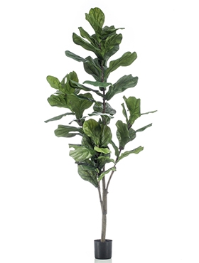 Ficus lyrata Vertakt (50 lvs.)