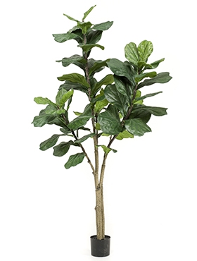 Ficus lyrata Vertakt (65 lvs.)