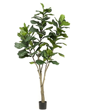 Ficus lyrata Vertakt (89 lvs.)