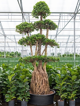 Ficus microcarpa compacta Bonsai 320 cm