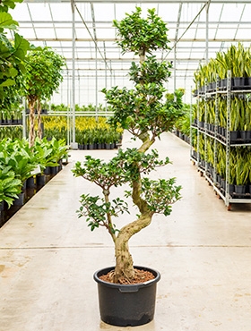 Ficus microcarpa compacta S-stam bonsai 220 cm