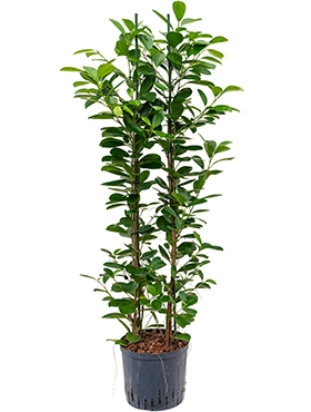 Ficus moclame 2pp 110 cm