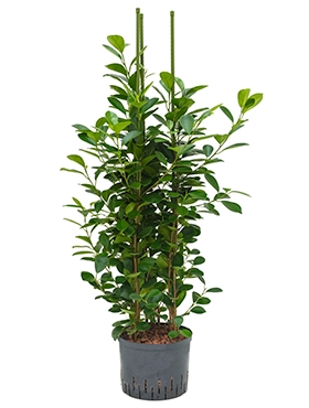 Ficus moclame 3pp 110 cm