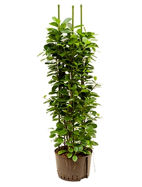 Ficus moclame 3pp 110 cm