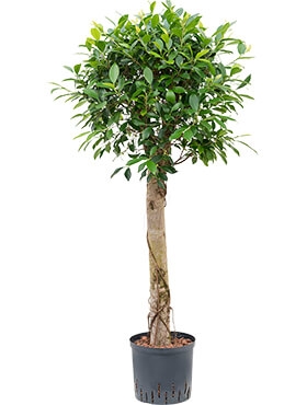 Ficus nitida Stam 120 cm