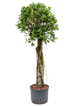 Ficus nitida Stam 135 cm