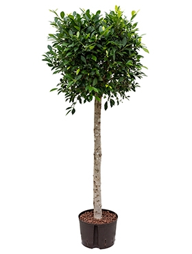 Ficus nitida Stam (160-170) 155 cm