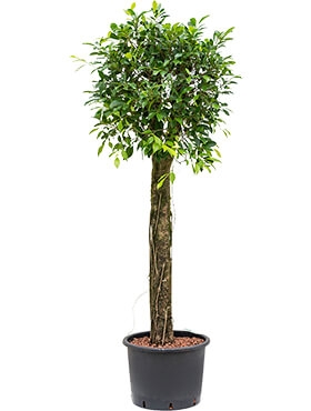 Ficus nitida Stam 170 cm