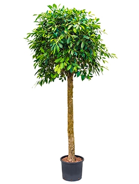 Ficus nitida Stam 190 cm