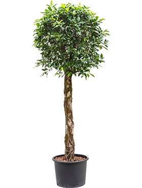 Ficus nitida Stam 190 cm