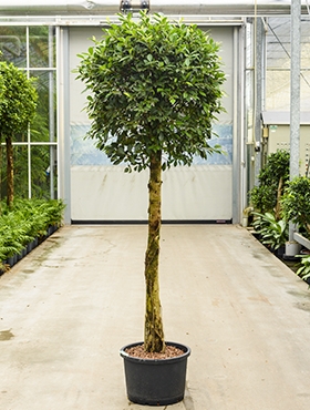 Ficus nitida Stam 230 cm