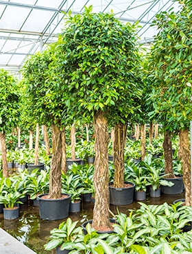 Ficus nitida Stam 260 cm