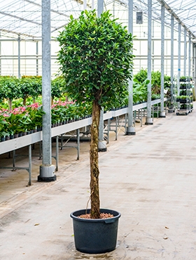 Ficus nitida Stam 280 cm