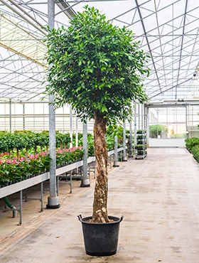 Ficus nitida Stam 340 cm