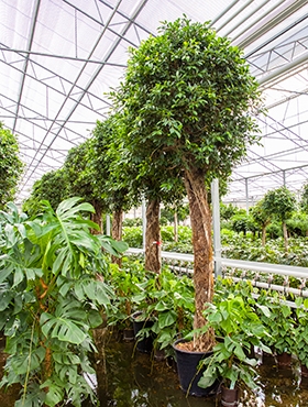 Ficus nitida Stam 370 cm