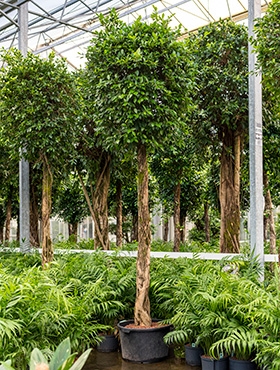 Ficus nitida Stam 380 cm