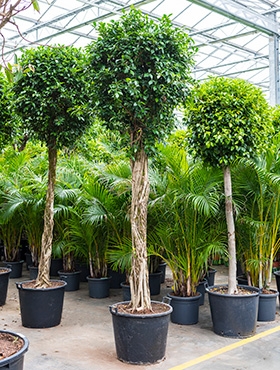 Ficus nitida Stam 400 cm