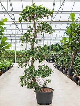 Ficus nitida Stam etage 240 cm