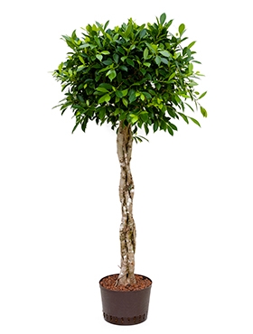 Ficus nitida Stam gevl. 140 cm