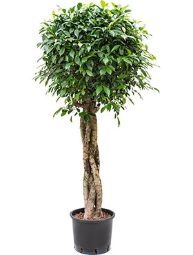 Ficus nitida Stam gevl. 165 cm