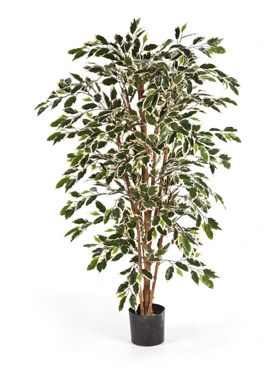 Ficus nitida Var. Vertakt