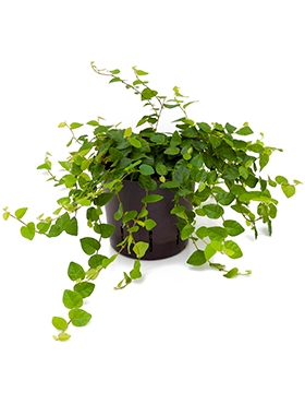 Ficus repens green sunny Hanger 20 cm