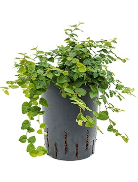 Ficus repens green sunny Hanger 25 cm