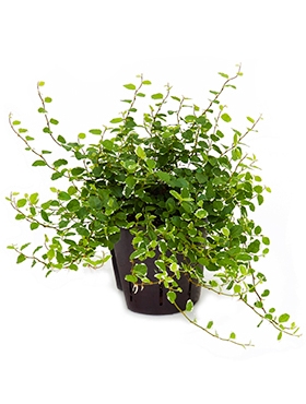 Ficus repens white sunny Hanger 20 cm