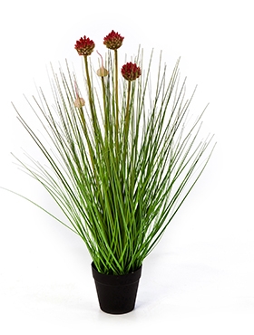 Grass Allium Toef W|red Fl.