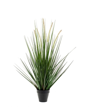 Grass Alopecurus Bush 11