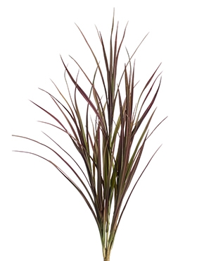 Grass Bush Burgundy