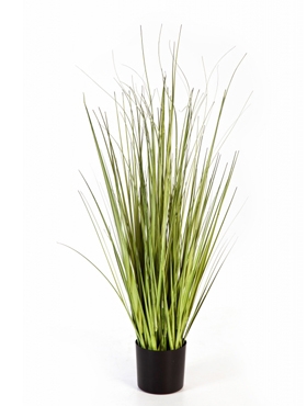 Grass Carex Bush