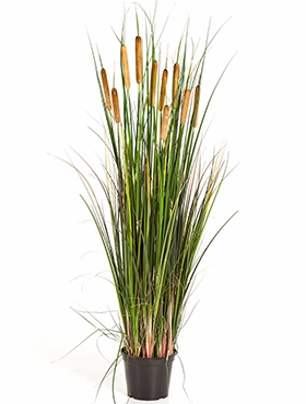 Grass Cattail Bush