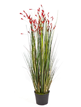 Grass Coral Bush Red