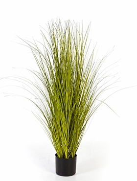 Grass Miscanthus Bush